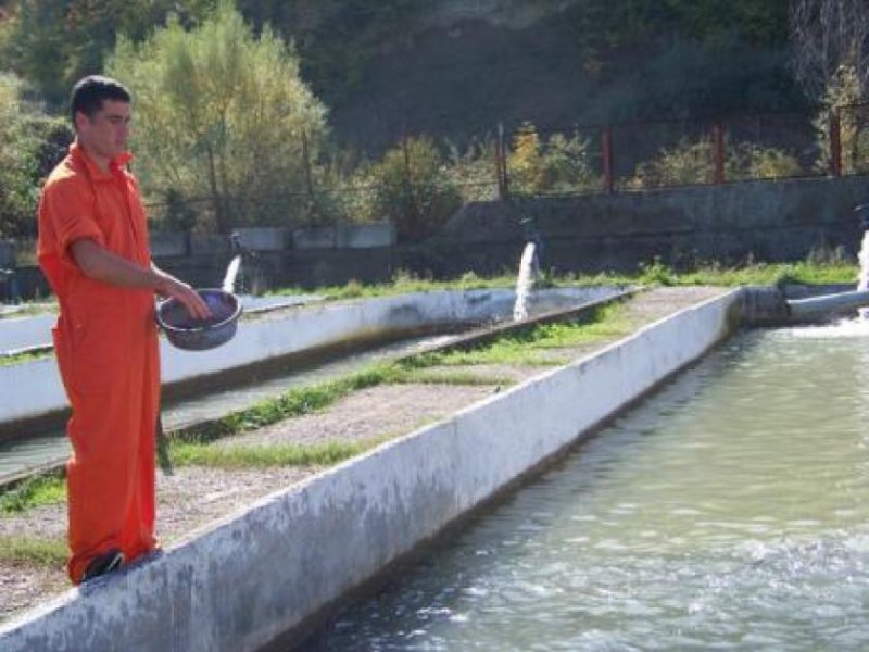 Tibilisi Fischzuchtbetrieb für Forellen, Lachs und Felchen Gewerbe kaufen