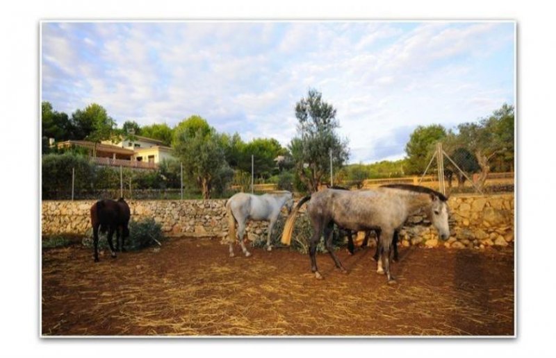 Javea Stilvolles Landhaus mit Pferdezucht Haus kaufen