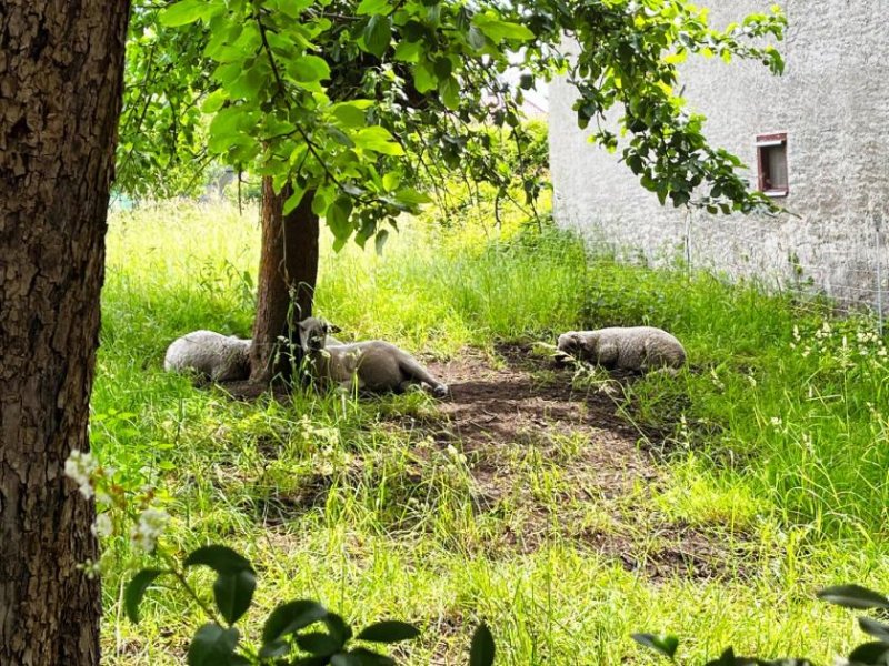 Borna RESERVIERT-Bauen Sie Ihr Traumhaus inmitten der Neuseenlandschaft - Mit Baugenehmigung! Grundstück kaufen