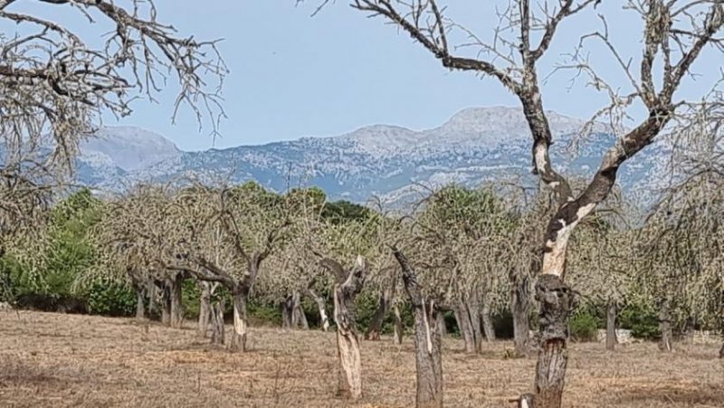 Costitx Finca-Grundstück bei Costix Grundstück kaufen