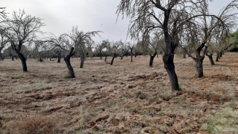 Costitx Finca-Grundstück bei Costix Grundstück kaufen