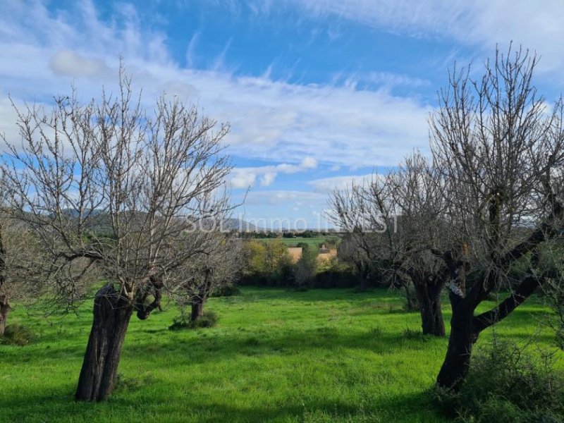 Campanet Wir bauen Ihre Traum-Finca ! Grundstück kaufen