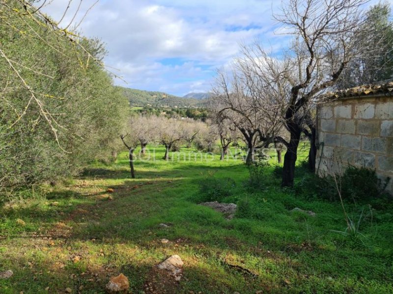 Campanet Wir bauen Ihre Traum-Finca ! Grundstück kaufen