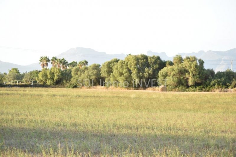 Alcudia Ein schönes Grundstück zum Bebauen Grundstück kaufen