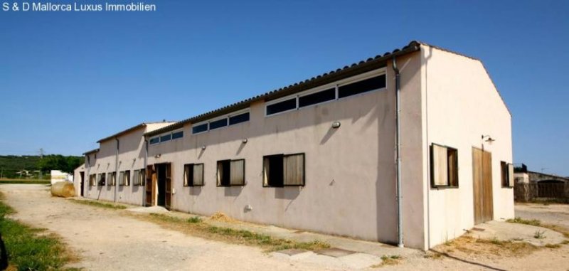 Manacor Einzigartiges Landgut Driver Ranch Nähe Manacor Haus kaufen