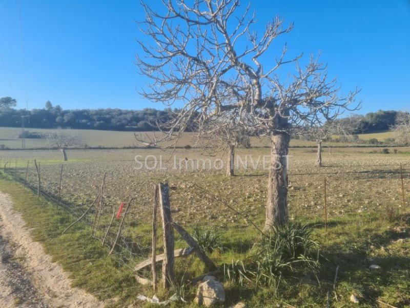 Sineu Beindruckendes Finca-Grundstück bei Sineu Grundstück kaufen