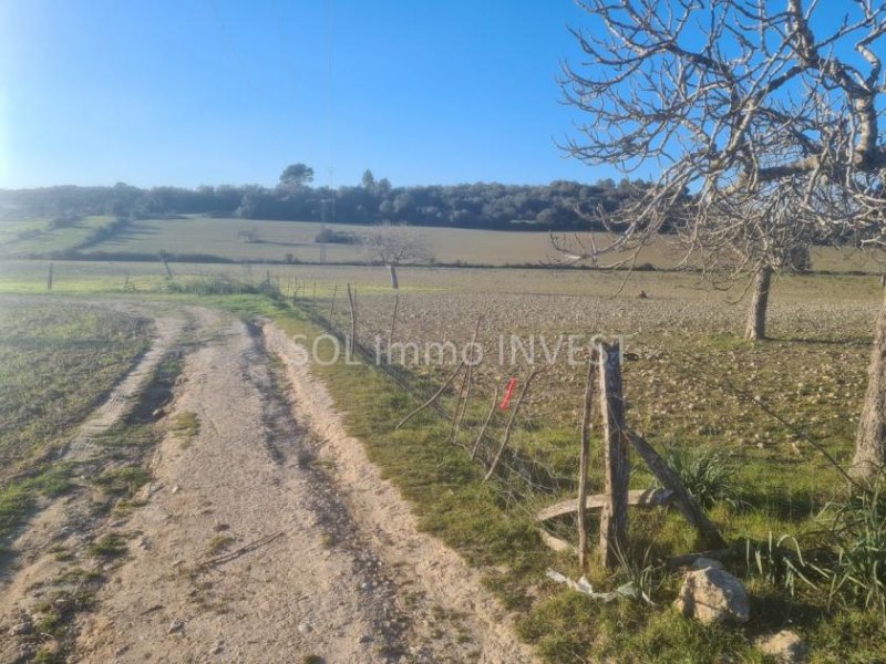 Sineu Beindruckendes Finca-Grundstück bei Sineu Grundstück kaufen