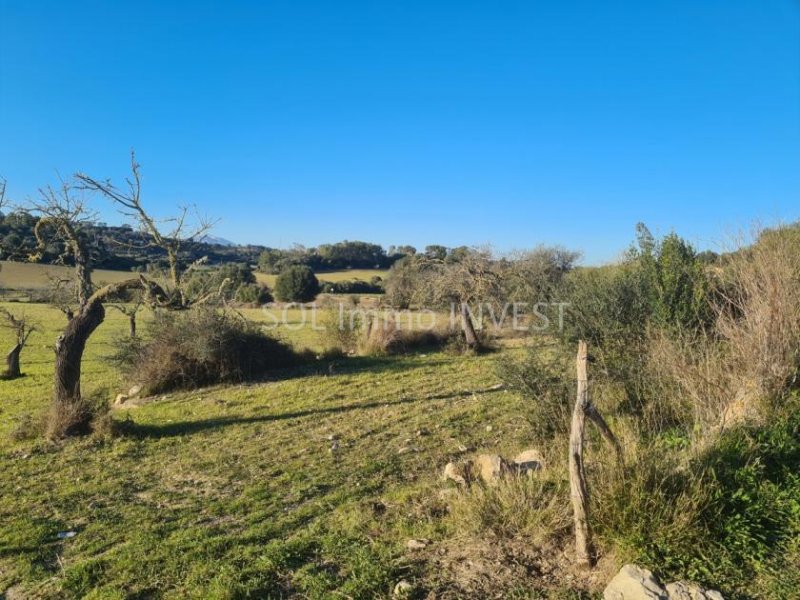 Sineu Beindruckendes Finca-Grundstück bei Sineu Grundstück kaufen