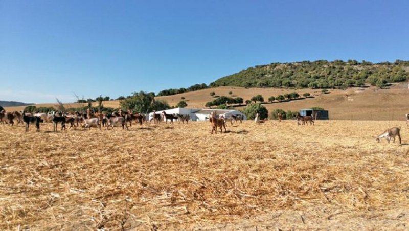 Vejer de la Frontera Andalusien, Vejer de la Frontera - Finca zum renovieren zu verkaufen Haus kaufen