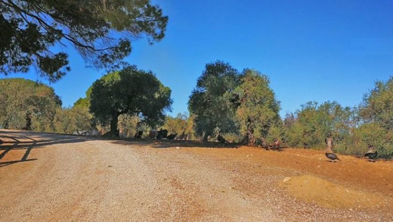 Arcos de la Frontera Andalusien, Arcos de la Frontera Finca für Pferdeliebhaber zu verkaufen Haus kaufen