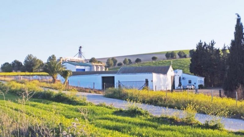 Bornos Andalusien, Provinz Cadiz, Bornos - Finca mit viel Land + Potential Haus kaufen