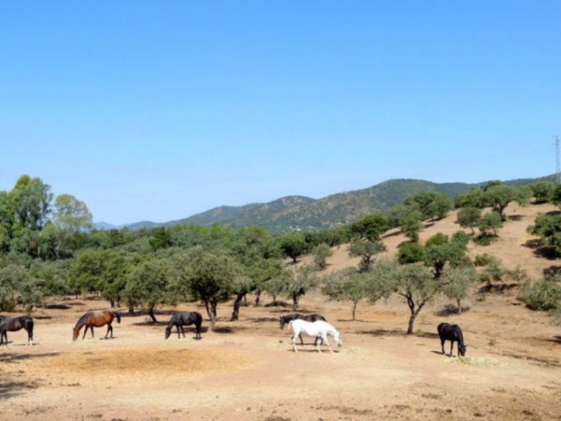 Espiel Andalusien, Cordoba, nahe Espiel - grosse Finca, ideal für Pferdezucht Haus kaufen