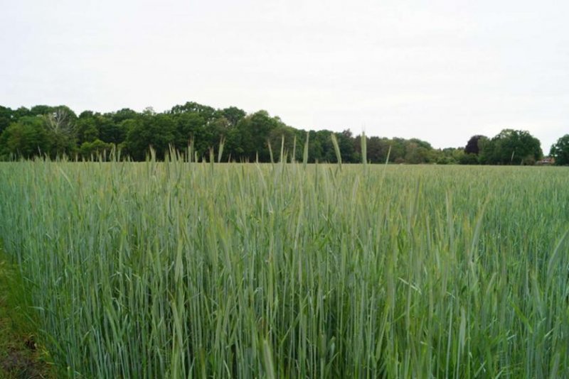 Zossen Grundstück in Dabendorf mit Blick auf Feld und Naturschutzgebiet Grundstück kaufen