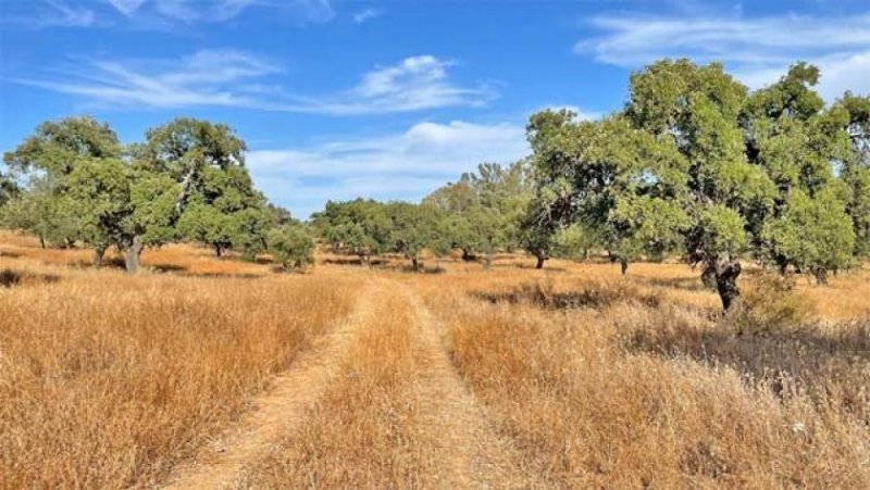 Chucena 87 Hektar Finca, Provinz Huelva - ideal zur Pferde-Rinderzucht zu verkaufen Haus kaufen