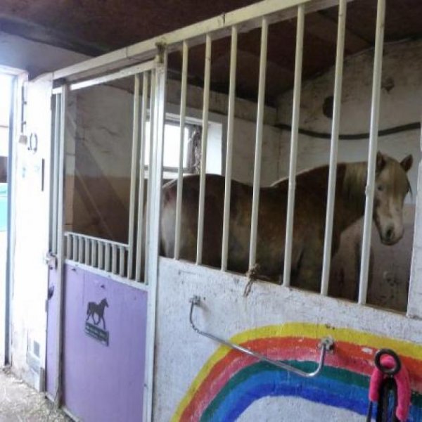 Oldenburg in Holstein Reitschule am Meer in Schleswig Holstein Gewerbe kaufen