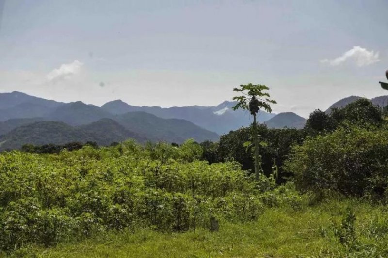 Cachoeiras de Macacu Cachoeiras de Macacu 17 ha Fazenda - BRA12Pupunia Gewerbe kaufen