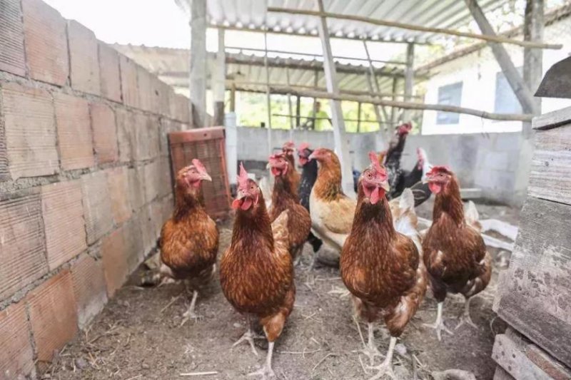 Cachoeiras de Macacu Cachoeiras de Macacu 17 ha Fazenda - BRA12Pupunia Gewerbe kaufen