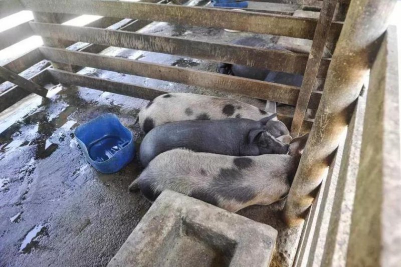 Cachoeiras de Macacu Cachoeiras de Macacu 17 ha Fazenda - BRA12Pupunia Gewerbe kaufen