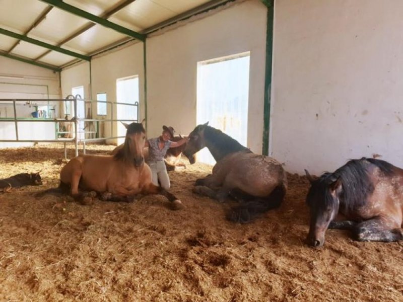 Campo de Ricote Murcia, Campo de Ricote - Designerfinca mit Pferdestall zu verkaufen Haus kaufen