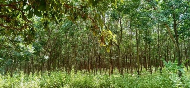 Khon Kaen Kautschukplantage Gewerbe kaufen