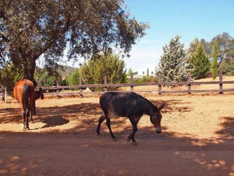 Constantina Andalusien, Provinz Sevilla, Constantina - Luxus-Finca für Pferdeliebhaber Haus kaufen