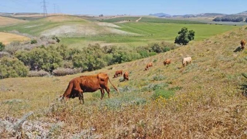 Montellano Andalusien, Provinz Sevilla, Montellano - grosse Finca, ideal für Pferde und Rinderhaltung Haus kaufen