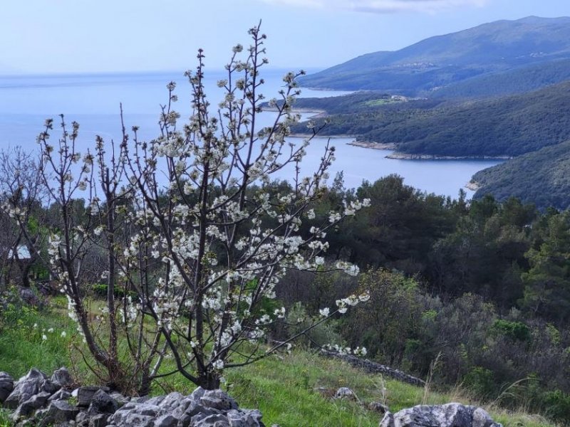 Gornji Rabac Traumhaftes Baugrundstück mit unverbaubarem Meer- und Bergblick in Istrien Grundstück kaufen