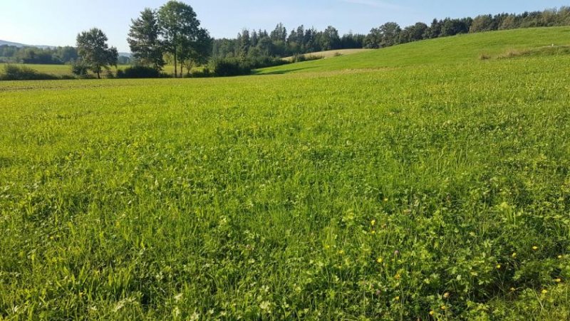 St. Veit im Innkreis Sonniger Baugrund Nähe Treubach Grundstück kaufen