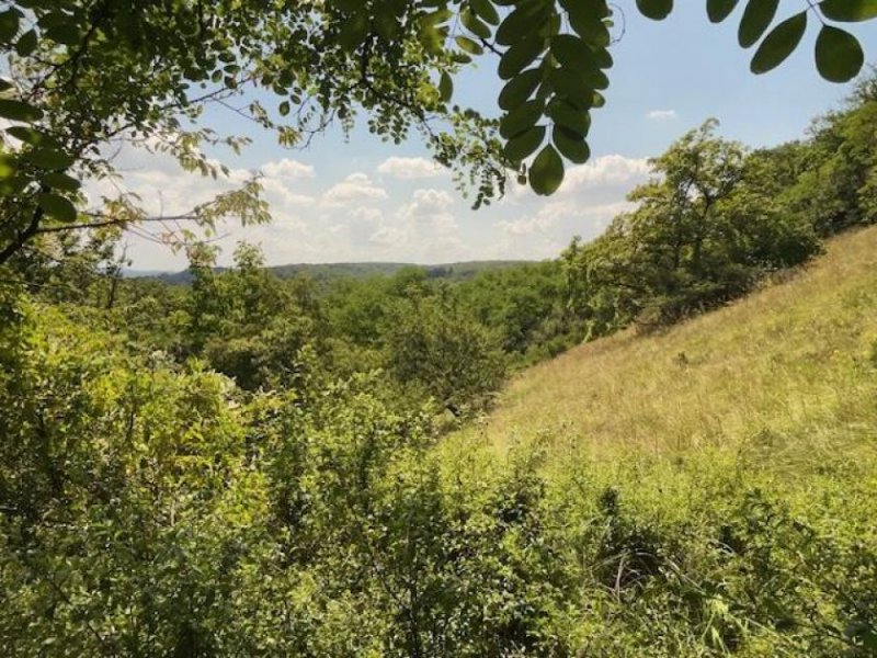 Albig EUPORA® Immobilien: „Berghütte“ - Wochenendhaus mit großem Grundstück in Rheinhessen. Haus kaufen