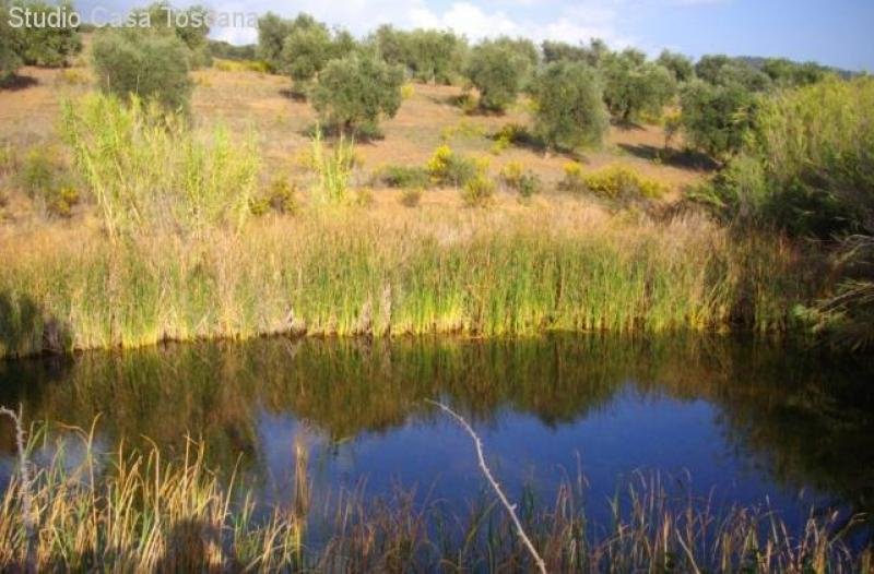 Gavorrano Landwirtschaftliches Anwesen mit 36 Hektar Land in Meernaehe Haus kaufen