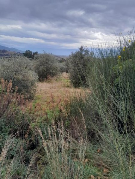 magliano in toscana Grundstück kaufen