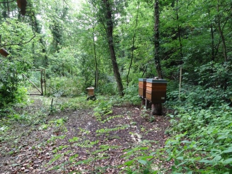 Mühlheim am Main Naturbelassenes Grundstück am Grünen See in Mühlheim am Main Grundstück kaufen