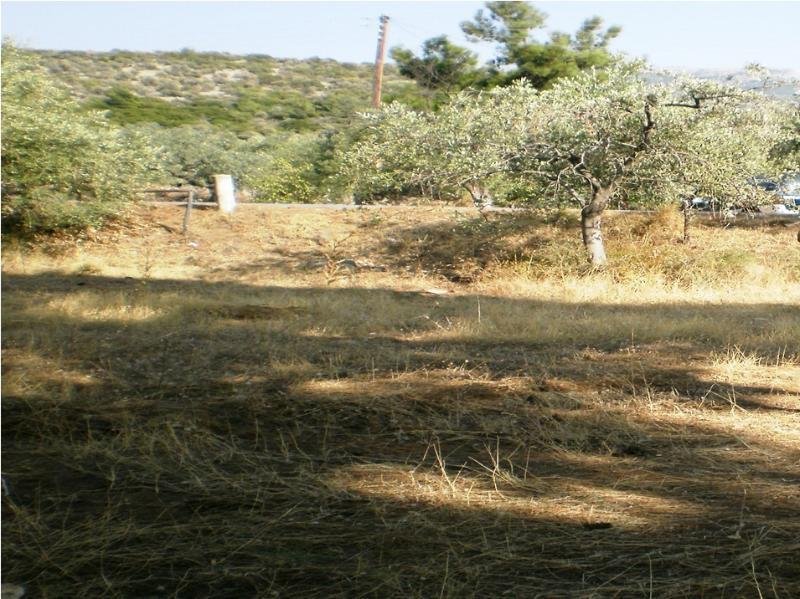 Skala Sotiros Thasos Wunderschönes Grundstück mit 700 qm vor dem Meer auf der Insel Thasos Grundstück kaufen