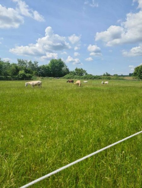 Babenhausen DIETZ: Traumhafte Landwirtschaftsfläche in Babenhausen Hergershausen neben Reiterhof zu verkaufen! Grundstück kaufen