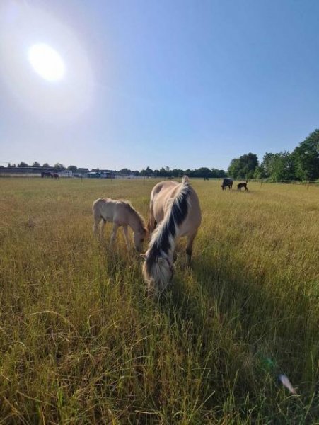 Babenhausen DIETZ: Traumhafte Landwirtschaftsfläche in Babenhausen Hergershausen neben Reiterhof zu verkaufen! Grundstück kaufen