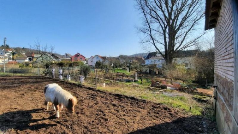 Mehlbach ObjNr:19639 - Vollsanierter ehemaliger Bauernhof mit Nebengebäuden, Ställen und großem Garte Haus kaufen