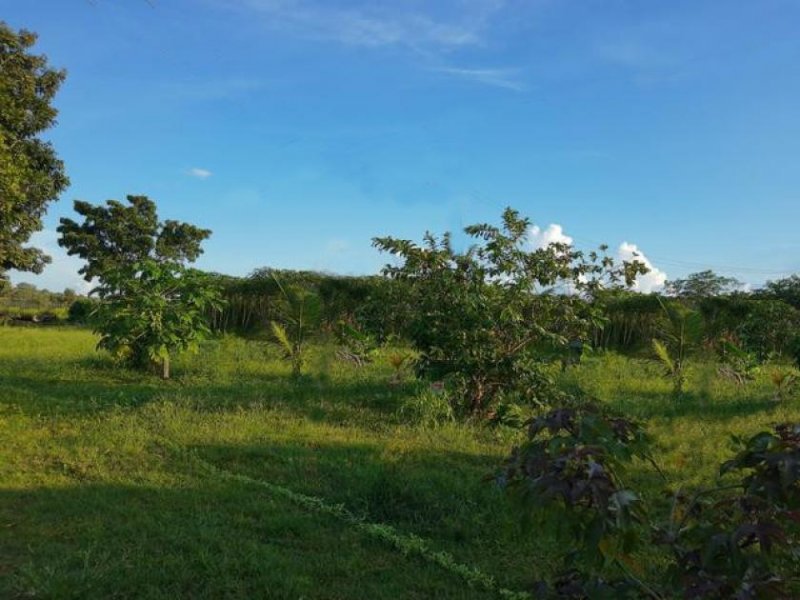 67900 Brasilien 100 Ha Bauernhaus - Plantagen und Eierproduktion bei Presidente Figueiredo AM Grundstück kaufen