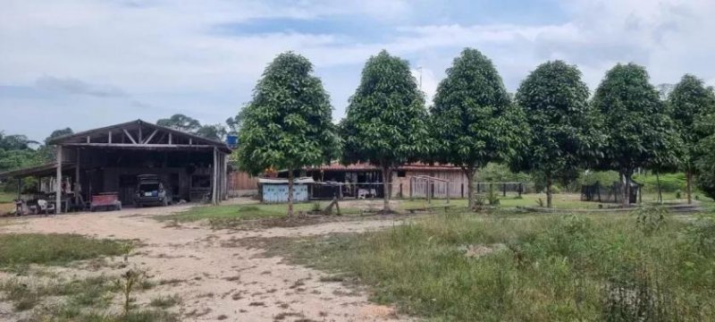 Presidente Figueiredo Amazonas Fazenda 479 ha Früchtefarm - LAk-BR-003 Gewerbe kaufen