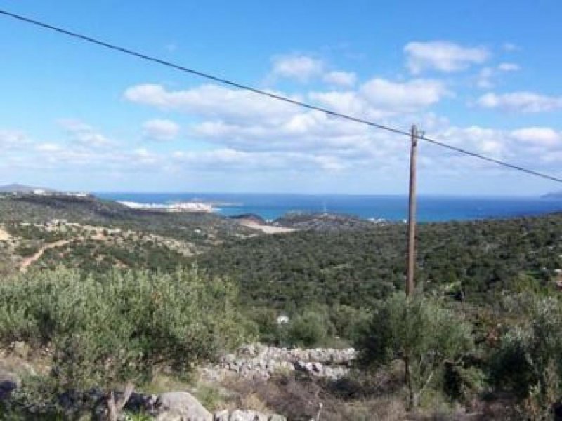 Agios Nikolaos, Lasithi, Kreta Bauland mit Olivenhain und Meerblick Grundstück kaufen