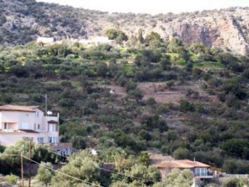 Agios Nikolaos, Lasithi, Kreta Bauland mit Olivenhain und Meerblick Grundstück kaufen