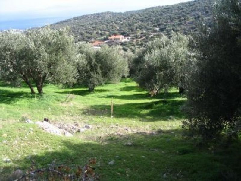 Agios Nikolaos, Lasithi, Kreta Bauland mit Olivenhain und Meerblick Grundstück kaufen