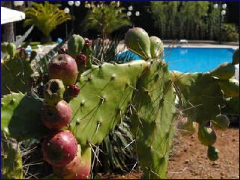 Lido Marini ***Großes Haus zur Nutzung als B&B mit Schwimmbädern und Gartenanlage in Apulia Salento Masseria*** Haus kaufen