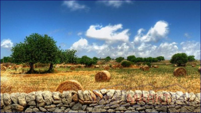 Lecce ***Laufender Weinbaubetrieb und Olivenölproduktion in Salento*** Haus kaufen