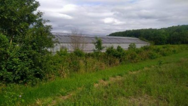 Sachsenheim Gärtnerei mit 5 großen Gewächshäusern und 10000 m² Land Gewerbe kaufen