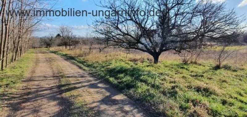 Somogy Megye - Balaton Keller zu verkaufen 12 km südlich von Balaton Haus kaufen