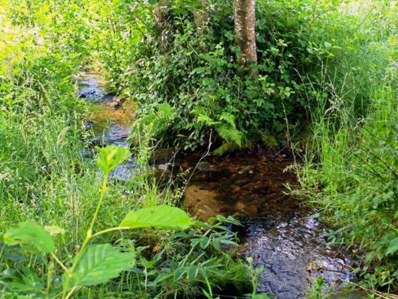 Rehaupal (bei) Farm in dominanter allein Lage, 2 ht Grdst., Nebengebäude, 8 Zimmer in den Vogesen - 90 Km von Breisach am Rhein (DE) Haus