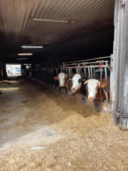 Creglingen Bauernhaus mit Stall und Scheune in ländlich geprägtem Ort im romantischen Taubertal Haus kaufen