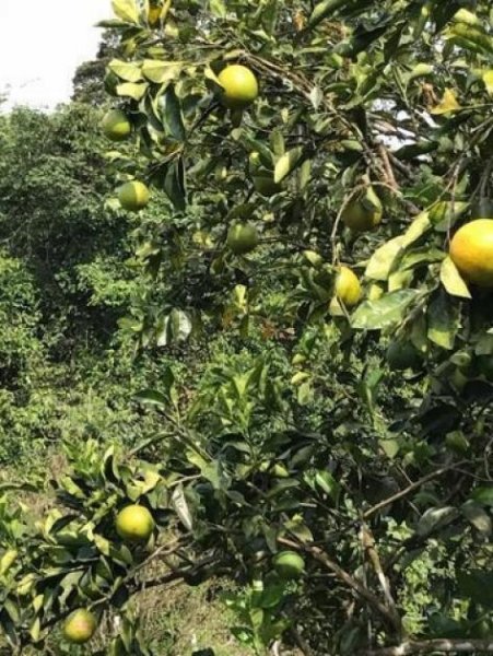  Brasilien 1036 Ha Früchte - Kokosnuss - Viehzucht – Farm mit Sandmine Manaus - AM Grundstück kaufen