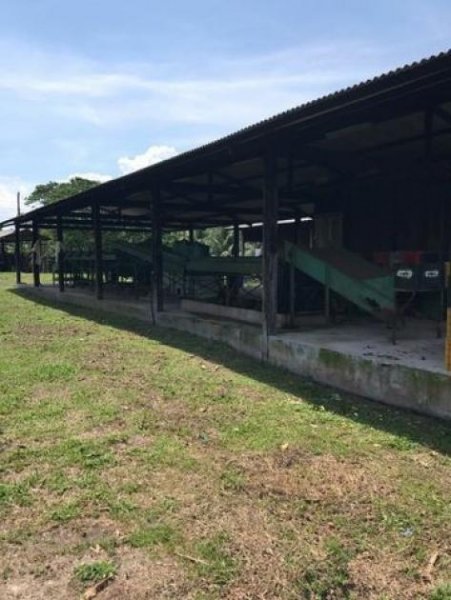  Brasilien 1036 Ha Früchte - Kokosnuss - Viehzucht – Farm mit Sandmine Manaus - AM Grundstück kaufen