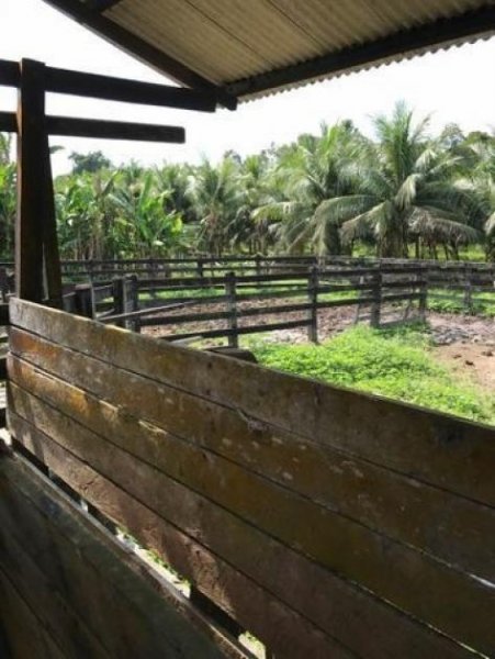  Brasilien 1036 Ha Früchte - Kokosnuss - Viehzucht – Farm mit Sandmine Manaus - AM Grundstück kaufen